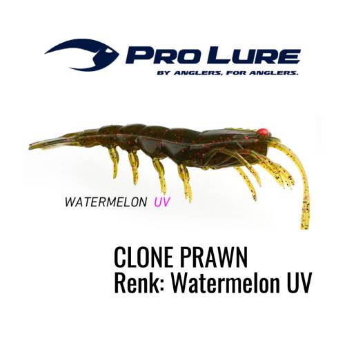 CLONE PRAWN - KARİDES - 8